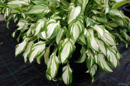 Hosta "Kiwi Spearmint"