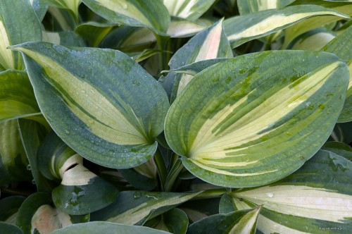 Hosta Shadowland "Hudson Bay"