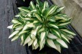 Hosta "Tongue of Flame"