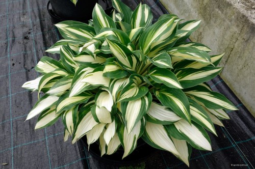 Hosta "Tongue of Flame"