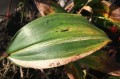 Convallaria majalis „Zebra”