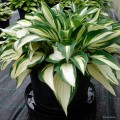 Hosta "Tongue of Flame"