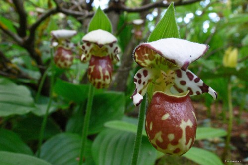 Cypripedium „Alaskanum”
