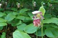 Cypripedium „Alaskanum”