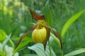 Cypripedium „Martha”