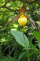 Cypripedium „Martha”