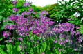 Primula bulleesiana