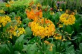 Primula bulleesiana