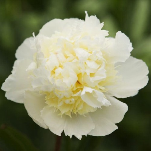 Paeonia "Laura Dessert"