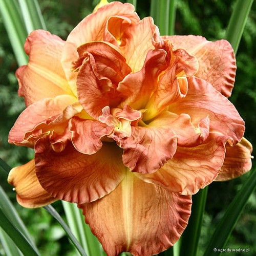 Hemerocallis „Candlelight Dinner”