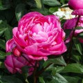 Paeonia "Pink Jazz"