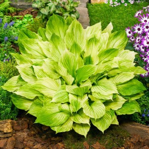 Hosta „Zebra Stripes” - funkia