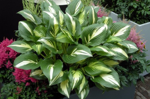 Hosta "American Sweetheart"