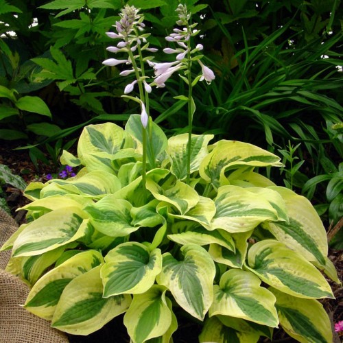 Hosta "Mama Mia"
