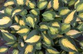 Hosta "Smash Hit"