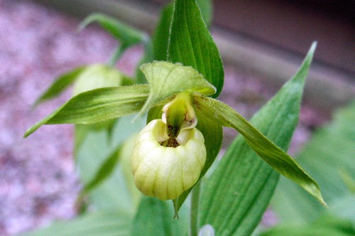 Cypripedium henryi