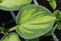 Hosta „Super Nova”