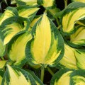 Hosta "Happy Dayz", fot. Walters Gardens, Inc.