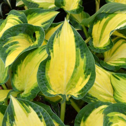 Hosta "Happy Dayz", fot. Walters Gardens, Inc.
