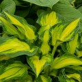 Hosta "Happy Dayz", fot. Walters Gardens, Inc.