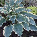 Hosta "Hope Springs Eternal", Photos courtesy of Walters Gardens, Inc.