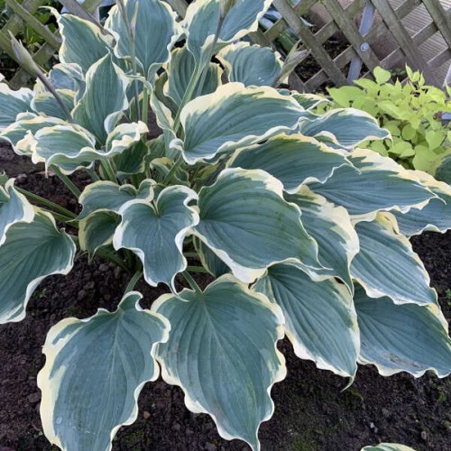 Hosta "Hope Springs Eternal", Photos courtesy of Walters Gardens, Inc.