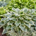 Hosta "Hope Springs Eternal", Photos courtesy of Walters Gardens, Inc.