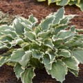 Hosta "Hope Springs Eternal", Photos courtesy of Walters Gardens, Inc.