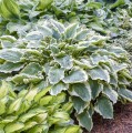 Hosta "Hope Springs Eternal", Photos courtesy of Walters Gardens, Inc.