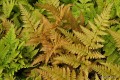 Dryopteris erythrosora