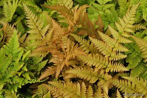Dryopteris erythrosora - nerecznica czerwonozawijkowa