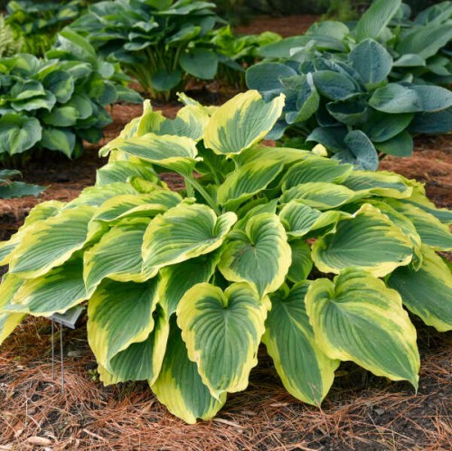 Hosta "Trendsetter". fot. Walters Gardens, Inc.