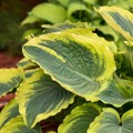 Hosta "Trendsetter". fot. Walters Gardens, Inc.