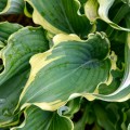 Hosta "Voices in the Wind", Walters Gardens, Inc.