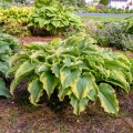 Hosta "Voices in the Wind", Walters Gardens, Inc.