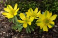 Eranthis hyemalis, fot. ER