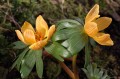 Eranthis hyemalis "Aurantiaca", fot. ER
