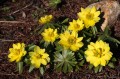Eranthis hyemalis "Gothenburg", fot. ER