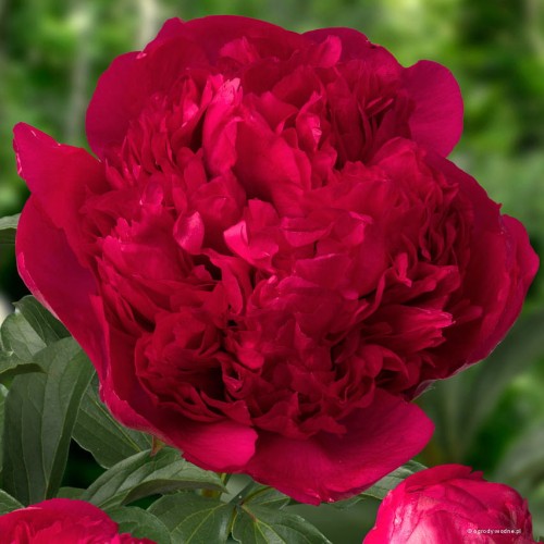 Paeonia "Command Performance"