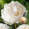 Paeonia "Snow Mountain"