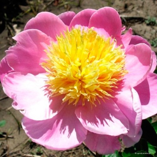 Paeonia Nippon Gold"