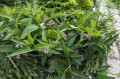 Symphytum officinale