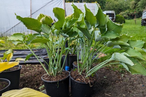 Hosta "Petticoat Junction"