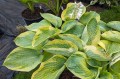 Hosta "Olive Bailey Langdon"