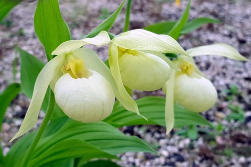 Cypripedium „Michael Pastel”