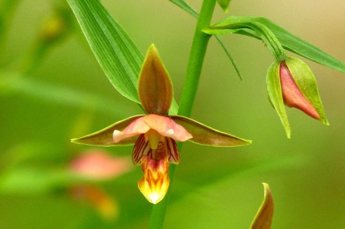 Epipactis thunbergii x gigantea