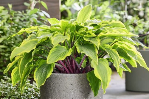 Hosta "Lipstick Blush"