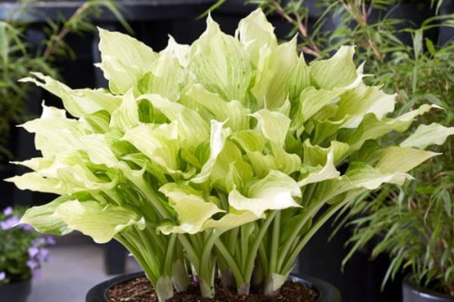 Hosta "White Feather XXL"