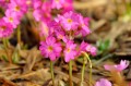 Primula rosea