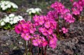 Primula rosea